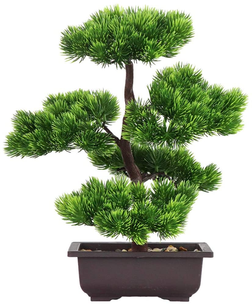 نبات بونساي الصنوبر الياباني ل - مراجعة Japanese Garden Bonsai وسعره