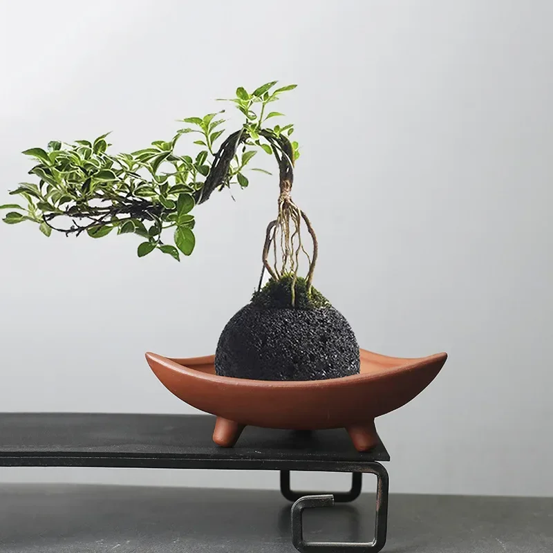 أواني زهور سيراميك مخصصة للنبا - مراجعة Japanese Garden Bonsai وسعره
